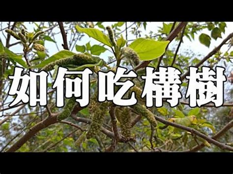 構樹根功效|構樹根的功效與作用